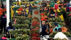Las exportaciones de follajes ornamentales generaron ingresos por más de US$21 millones en 2024