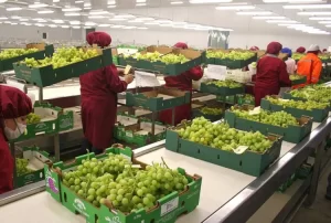 Redagrícola inaugurará en Ica el primer espacio técnico dedicado a la poscosecha