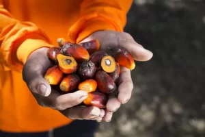 La producción de aceite de palma alcanza las 724.000 toneladas y crece un 8,2% en los primeros cuatro meses