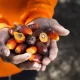 La producción de aceite de palma alcanza las 724.000 toneladas y crece un 8,2% en los primeros cuatro meses