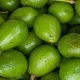 Exportaciones peruanas de palta llegarían a las 630.000 toneladas en 2025