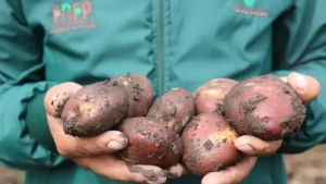 Bioles pueden igualar al fertilizante químico en papa bajo invernadero