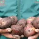 Bioles pueden igualar al fertilizante químico en papa bajo invernadero