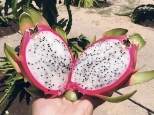 Exportaciones de pitahaya crecieron siete veces en volumen