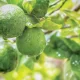 El Niño pone en alerta la próxima cosecha de limón en Piura