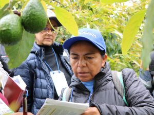Productores de aguacate Hass cuentan con nueva tecnología que les permite mejorar el cultivo