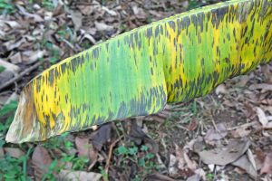 Reemplazo del Mancozeb con Timorex Gold® para el control exitoso de la Sigatoka negra y la reducción de la carga química en plantaciones de banano