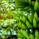Piura apuesta por biocontroladores y nuevas variedades para proteger al banano orgánico
