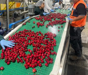 El balance del primer proceso de cerezas en Ovalle
