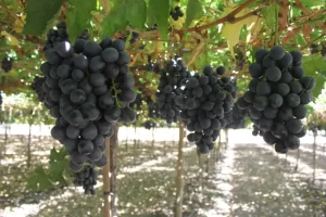Casas vitivinícolas de Querétaro alistan temporada de vendimias 2025
