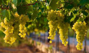 ProducePay y MAVRK Capital invertirán US$500 millones al comercio mundial de productos frescos