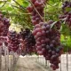 La uva de mesa estará en el centro del debate técnico en la Conferencia Redagrícola Ica