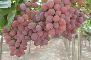 Exportaciones de uva de mesa crecen 9% en cinco años