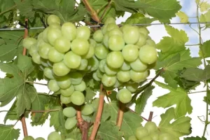 La campaña de uva en México prevé una mayor y constante oferta de fruta para este año