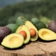 México define estándares para la Indicación Geográfica Protegida "Aguacate Franja Michoacán"