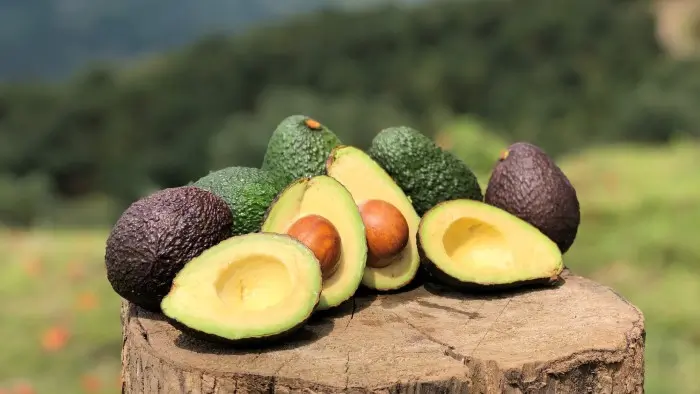 Avocados From Mexico proyecta récord de exportaciones de cara al Super Bowl