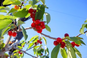Curso presencial: todas las claves para producir cerezas en Perú