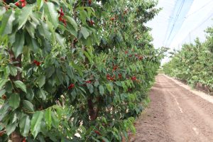 Recuperar las reservas, precisión en el riego y manejar el estrés por temperaturas