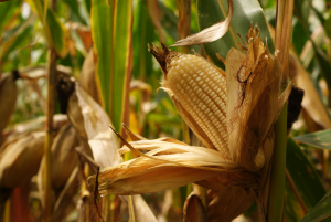 Las últimas tendencias en la producción de maíz se darán a conocer en AgroMaíz 2024