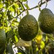 Más de 8 kilos de palta por persona al año: Chile alcanza nuevo récord en consumo interno