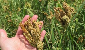 Estudian el cultivo de mijo para atender la sequía en México