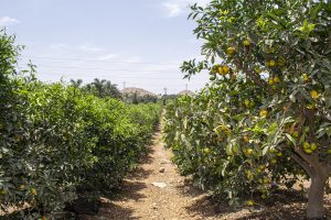 El negocio de las mandarinas pasa por buen manejo agronómico y económico