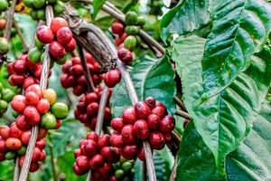 Agricultores de México promueven diversidad agroalimentaria en Doha, Qatar