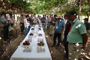 Un ansioso optimismo en la temporada de uva de mesa