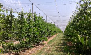 Fórmulas para enfrentar una fuerte temperatura y radiación