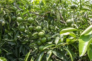 Agrícola Don Fermín: Con el foco en alcanzar el 70% de fruta exportable