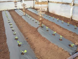 Ecoitalia presenta mulch totalmente biodegradable y compostable