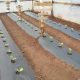 Ecoitalia presenta mulch totalmente biodegradable y compostable