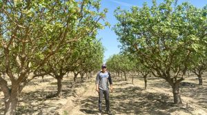 El pistacho tiene a Promesol como el gran aliado para tener árboles fuertes y más productivos