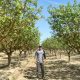El pistacho tiene a Promesol como el gran aliado para tener árboles fuertes y más productivos