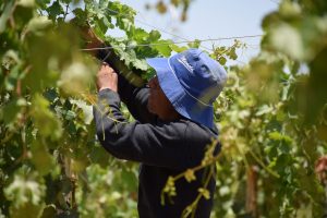 El otro paradigma de la mano de obra agrícola