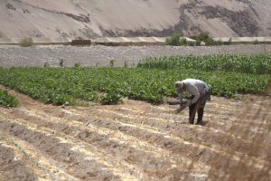 Universidad de Tarapacá desarrolla proyectos para impulsar la agricultura del desierto