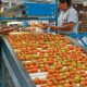 Exportaciones agroalimentarias superaron los US$51.000 millones en 2023