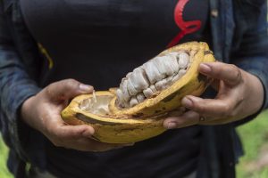 Investigación revela que la pulpa del cacao tendría potencial como endulzante natural