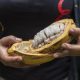 Investigación revela que la pulpa del cacao tendría potencial como endulzante natural