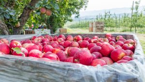 Manzanas: importación mundial cayó 17% y Chile sigue reduciendo su participación