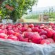 Manzanas: importación mundial cayó 17% y Chile sigue reduciendo su participación
