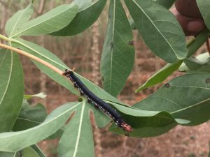 Control biológico, herramienta clave para hacerle frente al gusano cachón en cultivos de yuca