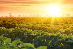 Inteligencia Artificial permite predecir cambios en tierras agrícolas para 2050