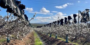 Nueva versión del seminario de cerezas primores se adelanta a mayo