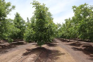 Día de campo de nogales en Casablanca