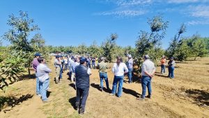 Avances del castaño en Chile