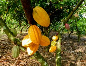 Exportaciones agroalimentarias de México alcanzan récord en enero de 2024