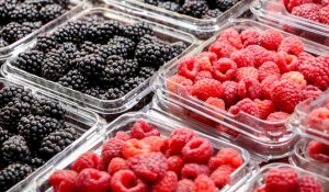Berries mexicanas llegan al mercado japonés en la Feria Foodex Japan 2024