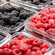 Berries mexicanas llegan al mercado japonés en la Feria Foodex Japan 2024