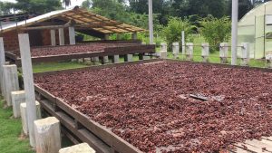 Identifican nuevas perspectivas sobre la presencia de cadmio y su gestión en la producción de cacao